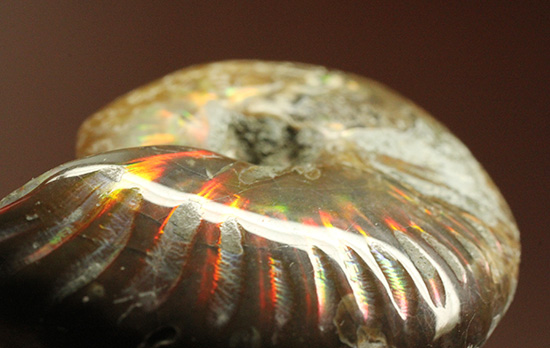両面輝く光るアンモナイト化石。一部、縫合線模様見られます!(Ammonite)(その7)