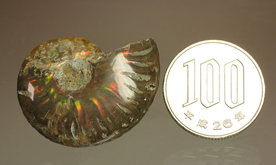 両面輝く光るアンモナイト化石。一部、縫合線模様見られます！(Ammonite)