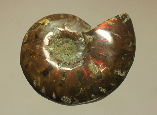 両面同クオリティに遊色します！光るアンモナイト化石(Ammonite)