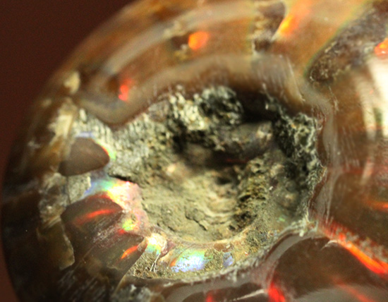 両面同クオリティに遊色します！光るアンモナイト化石(Ammonite)