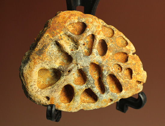 鉄壁の防御壁、古代のワニ(クロコダイル)の脊椎プレート(その1)