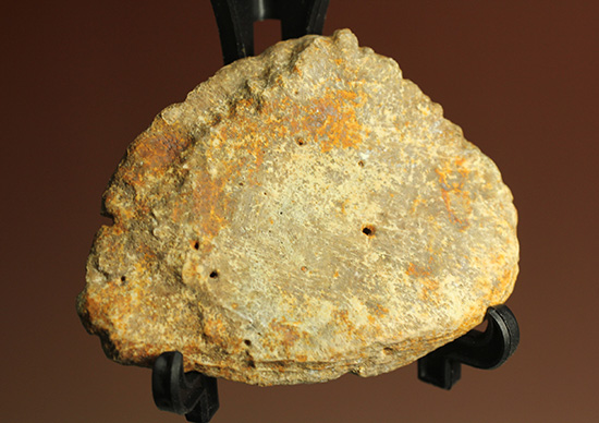 鉄壁の防御壁、古代のワニ(クロコダイル)の脊椎プレート(その3)