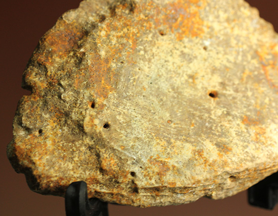 鉄壁の防御壁、古代のワニ(クロコダイル)の脊椎プレート(その4)