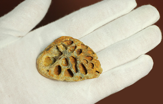 鉄壁の防御壁、古代のワニ(クロコダイル)の脊椎プレート(その6)