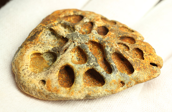 鉄壁の防御壁、古代のワニ(クロコダイル)の脊椎プレート(その7)