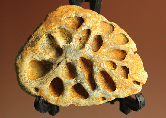 鉄壁の防御壁、古代のワニ(クロコダイル)の脊椎プレート(その8)