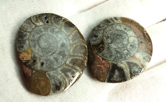 初期型アンモナイト、ゴニアタイト化石２個セット(Ammonite)