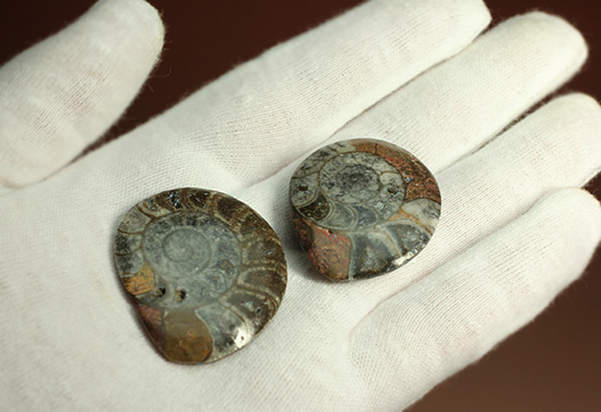 初期型アンモナイト、ゴニアタイト化石2個セット(Ammonite)(その2)