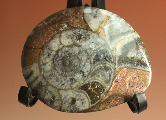 初期型アンモナイト、ゴニアタイト化石2個セット(Ammonite)(その3)