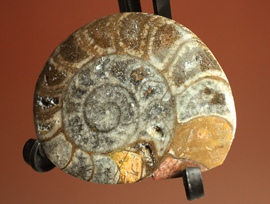 初期型アンモナイト、ゴニアタイト化石2個セット(Ammonite)(その4)