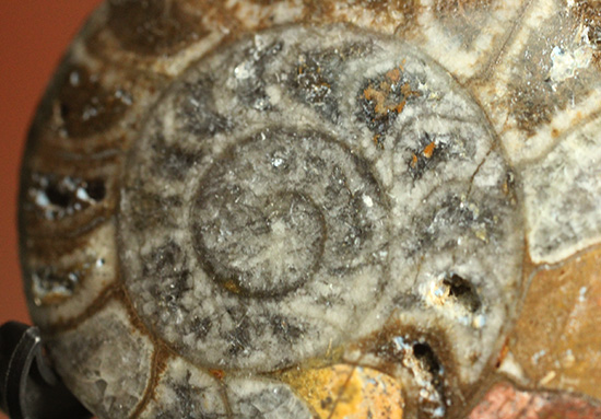 初期型アンモナイト、ゴニアタイト化石2個セット(Ammonite)(その5)