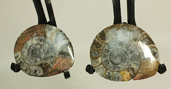 初期型アンモナイト、ゴニアタイト化石2個セット(Ammonite)(その6)