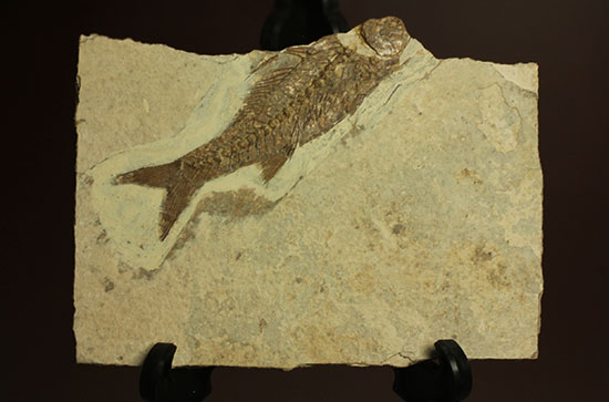 背骨にご注目！魚化石プレート標本