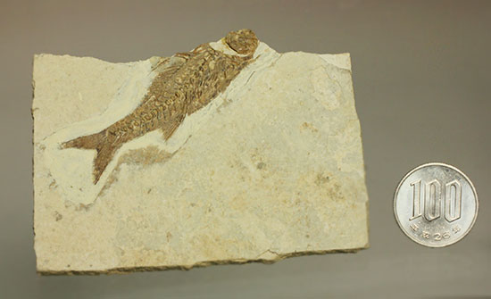 背骨にご注目！魚化石プレート標本（その10）