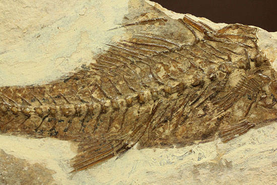 背骨にご注目！魚化石プレート標本