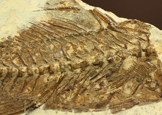 背骨にご注目！魚化石プレート標本（その4）