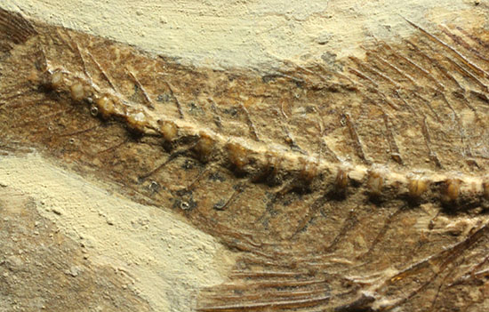 背骨にご注目！魚化石プレート標本（その9）