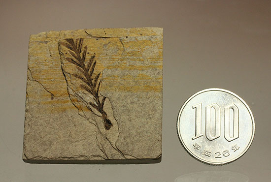 インテリア化石にぴったり！手の平サイズの植物化石（その12）