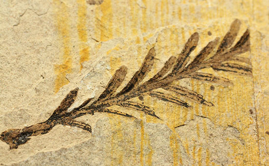 インテリア化石にぴったり!手の平サイズの植物化石(その6)