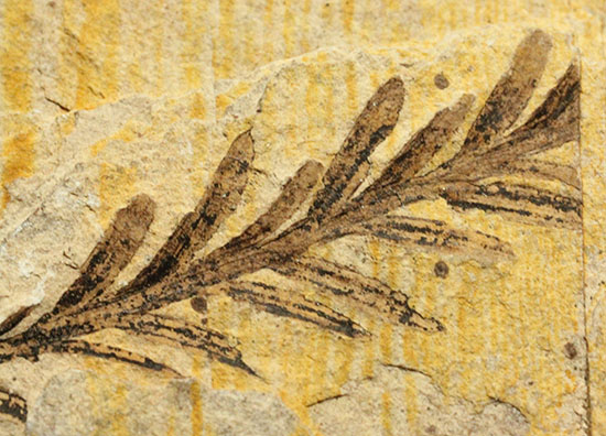 インテリア化石にぴったり!手の平サイズの植物化石(その7)