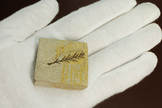 インテリア化石にぴったり!手の平サイズの植物化石(その9)