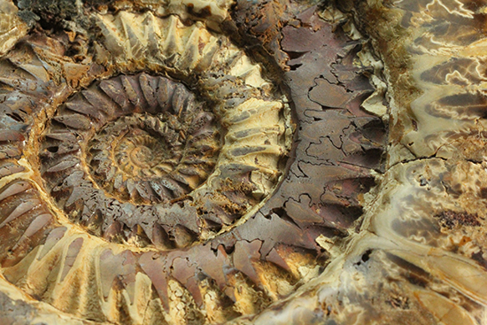 2タイプの模様が同時に楽しめる、ハーフポリッシュの個性派ペリスフィンクテス(Perisphinctes)(その1)