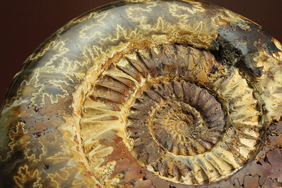 2タイプの模様が同時に楽しめる、ハーフポリッシュの個性派ペリスフィンクテス(Perisphinctes)(その13)