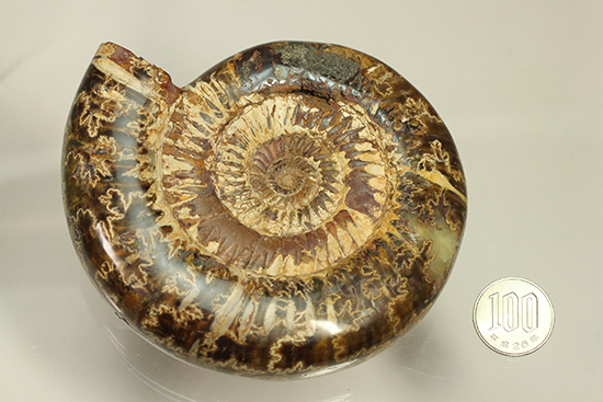 2タイプの模様が同時に楽しめる、ハーフポリッシュの個性派ペリスフィンクテス(Perisphinctes)(その17)