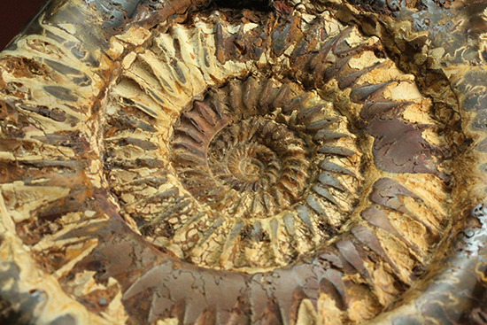 2タイプの模様が同時に楽しめる、ハーフポリッシュの個性派ペリスフィンクテス(Perisphinctes)(その6)