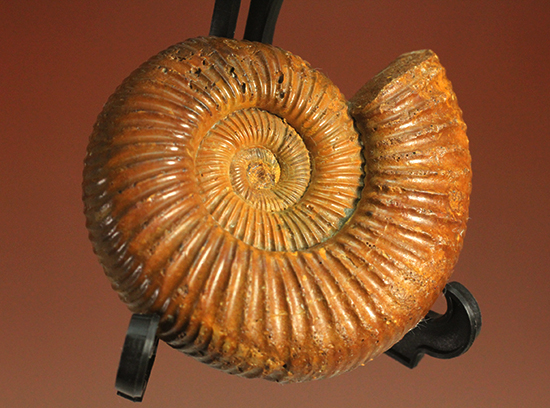 褐色のペリスフィンクテスアンモナイト(Ammonite)