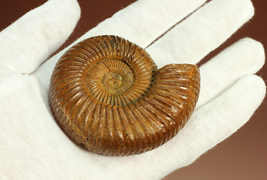 褐色のペリスフィンクテスアンモナイト(Ammonite)（その10）
