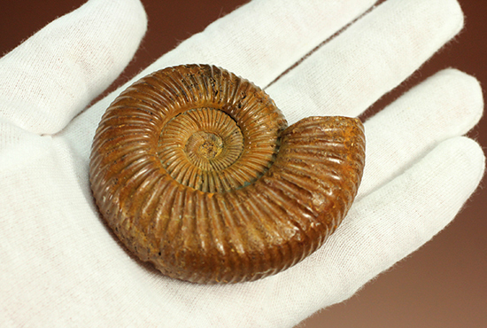 褐色のペリスフィンクテスアンモナイト(Ammonite)(その10)