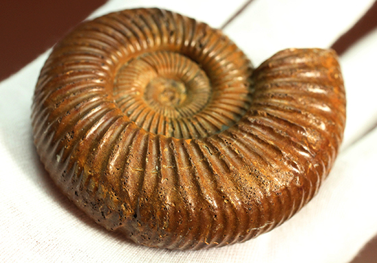 褐色のペリスフィンクテスアンモナイト(Ammonite)(その11)