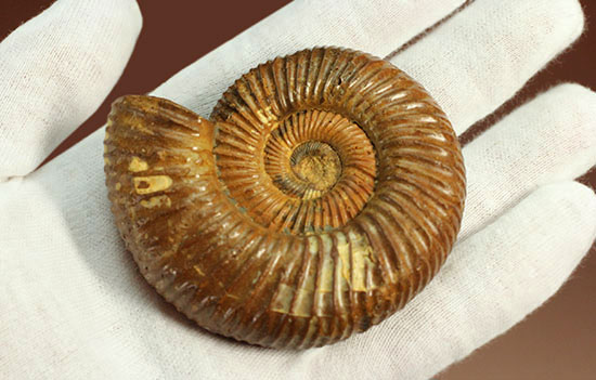褐色のペリスフィンクテスアンモナイト(Ammonite)（その12）