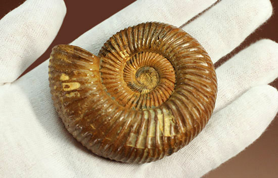 褐色のペリスフィンクテスアンモナイト(Ammonite)(その12)