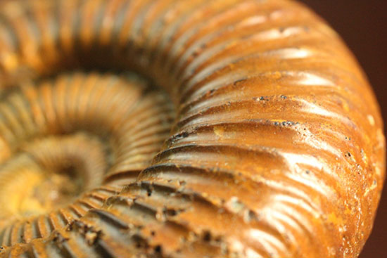 褐色のペリスフィンクテスアンモナイト(Ammonite)(その13)