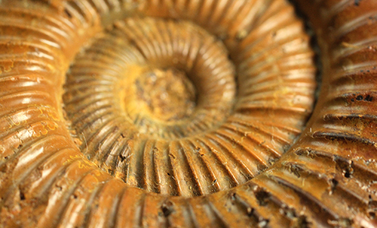 褐色のペリスフィンクテスアンモナイト(Ammonite)(その14)