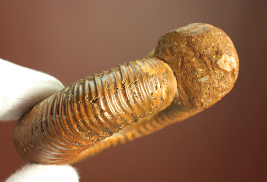 褐色のペリスフィンクテスアンモナイト(Ammonite)（その15）