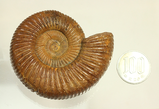 褐色のペリスフィンクテスアンモナイト(Ammonite)(その16)
