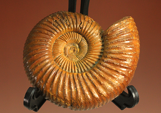 褐色のペリスフィンクテスアンモナイト(Ammonite)(その2)