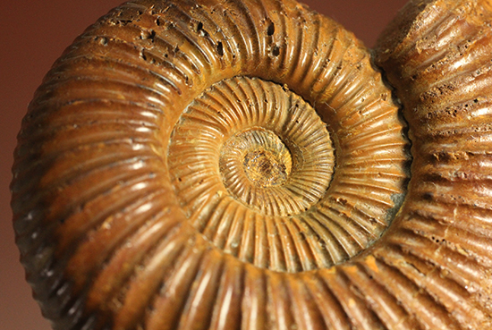 褐色のペリスフィンクテスアンモナイト(Ammonite)(その3)