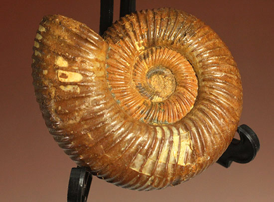 褐色のペリスフィンクテスアンモナイト(Ammonite)(その4)