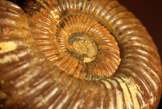 褐色のペリスフィンクテスアンモナイト(Ammonite)（その5）