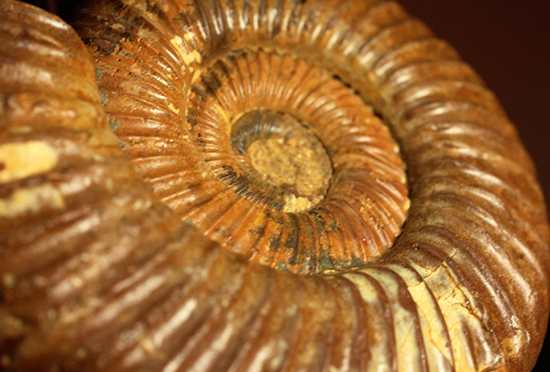 褐色のペリスフィンクテスアンモナイト(Ammonite)(その5)