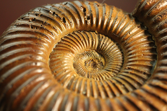 褐色のペリスフィンクテスアンモナイト(Ammonite)