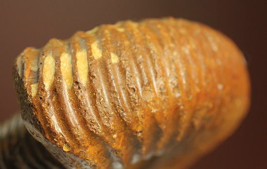 褐色のペリスフィンクテスアンモナイト(Ammonite)（その7）
