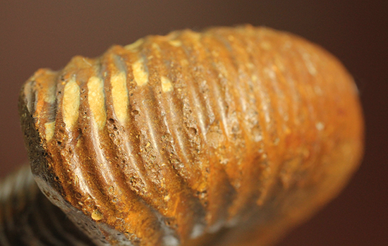 褐色のペリスフィンクテスアンモナイト(Ammonite)(その7)
