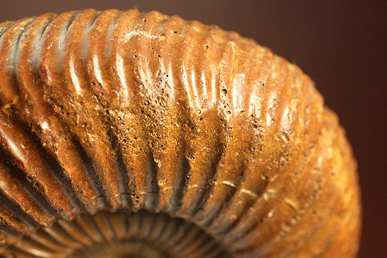 褐色のペリスフィンクテスアンモナイト(Ammonite)(その8)