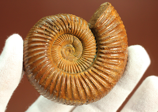 褐色のペリスフィンクテスアンモナイト(Ammonite)(その9)