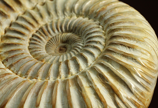 圧倒的な肋模様!モデル的標本のペリスフィンクテスアンモナイト(Ammonite)(その1)